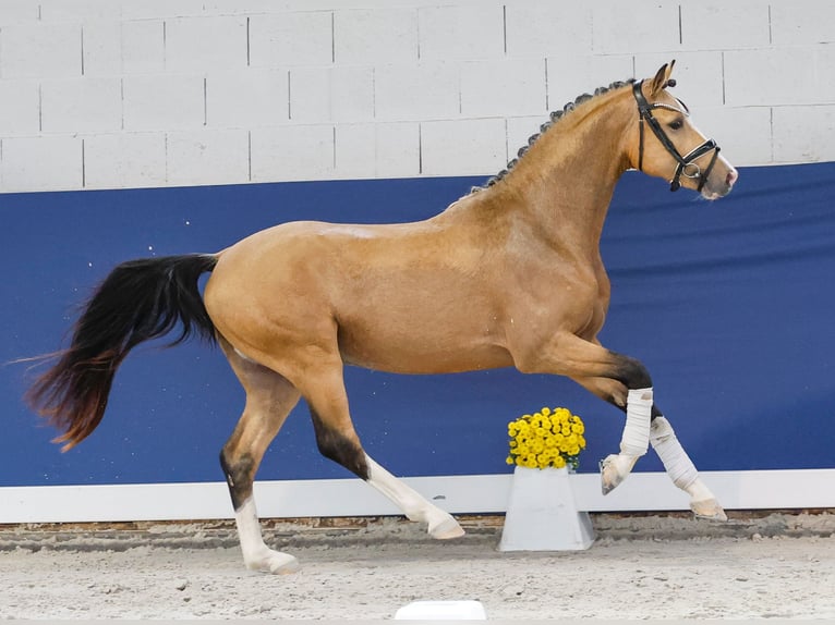 German Riding Pony Stallion 2 years 14,1 hh Dun in Marsberg