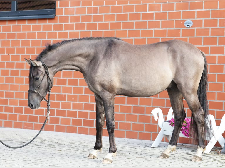 German Riding Pony Stallion 2 years 14,1 hh Grullo in Stuhr