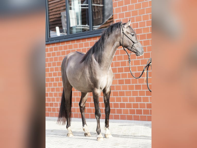 German Riding Pony Stallion 2 years 14,1 hh Grullo in Stuhr