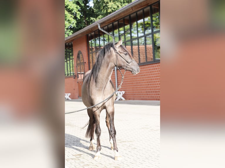 German Riding Pony Stallion 2 years 14,1 hh Grullo in Stuhr