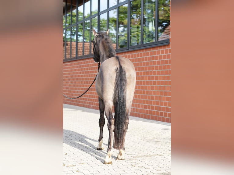 German Riding Pony Stallion 2 years 14,1 hh Grullo in Stuhr