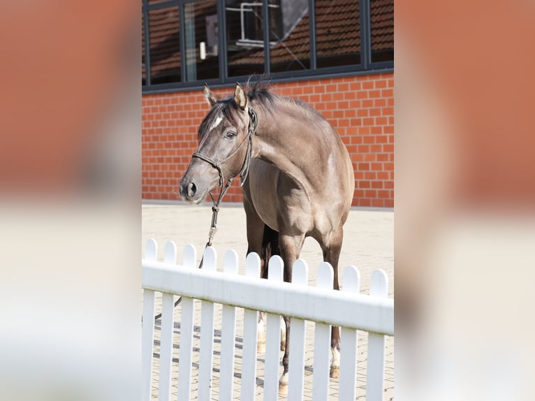 German Riding Pony Stallion 2 years 14,1 hh Grullo in Stuhr