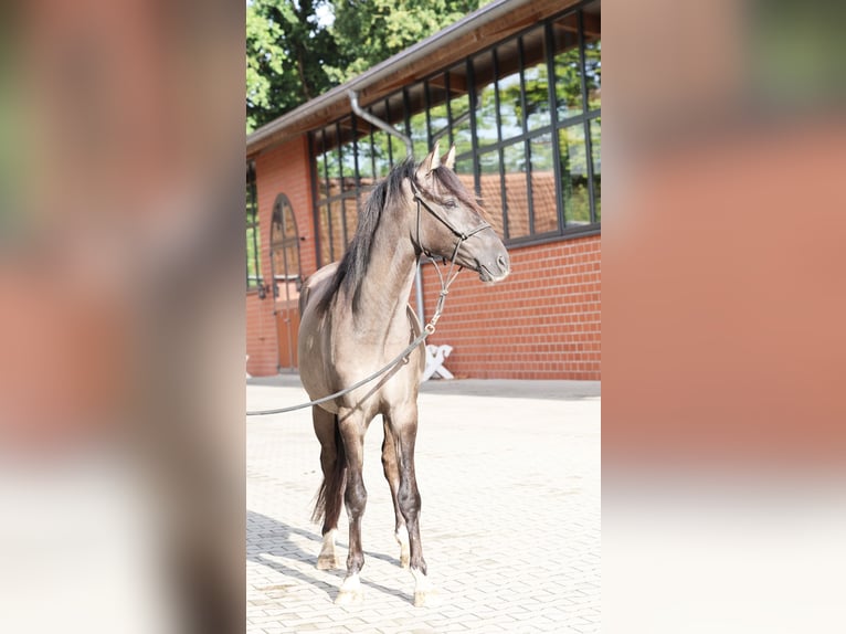 German Riding Pony Stallion 2 years 14,1 hh Grullo in Stuhr