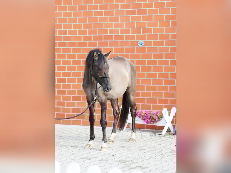 German Riding Pony Stallion 2 years 14,1 hh Grullo in Stuhr