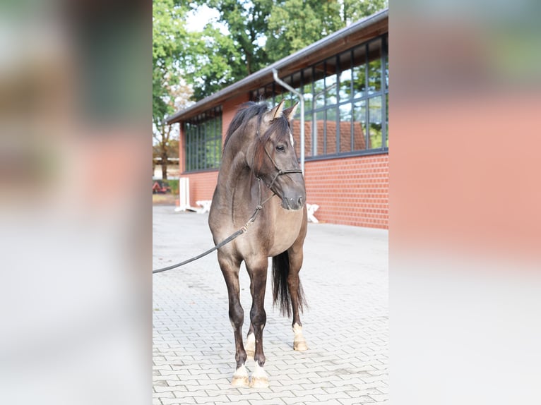 German Riding Pony Stallion 2 years 14,1 hh Grullo in Stuhr