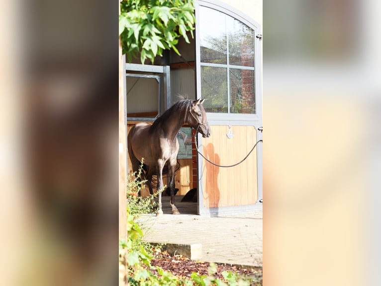 German Riding Pony Stallion 2 years 14,1 hh Grullo in Stuhr
