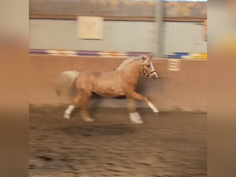 German Riding Pony Stallion 2 years 14,1 hh Palomino in Achim