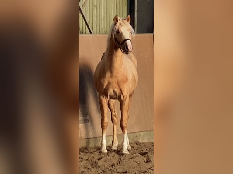 German Riding Pony Stallion 2 years 14,1 hh Palomino in Achim
