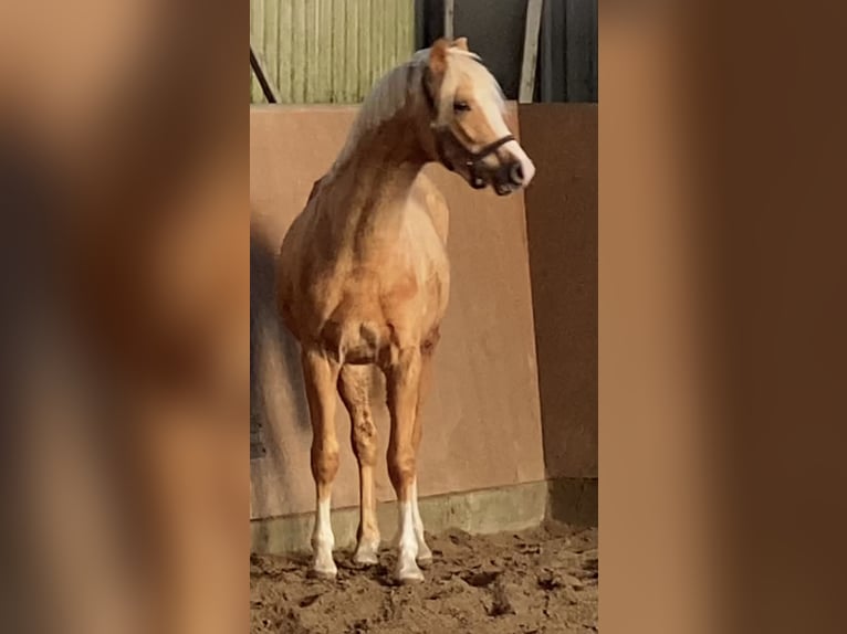 German Riding Pony Stallion 2 years 14,1 hh Palomino in Achim