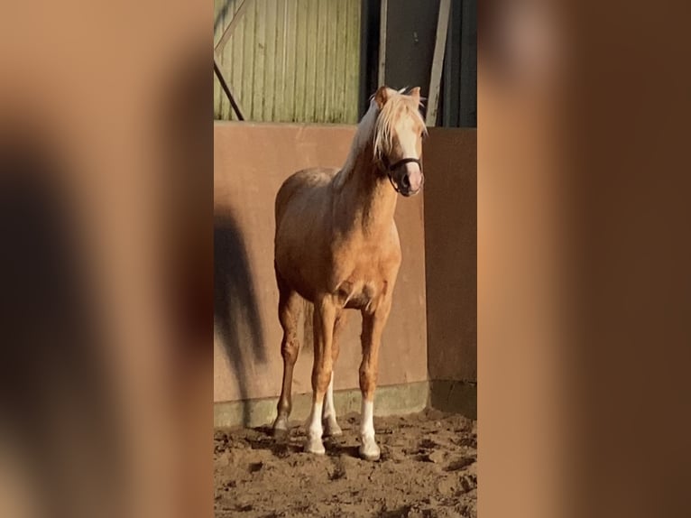 German Riding Pony Stallion 2 years 14,1 hh Palomino in Achim