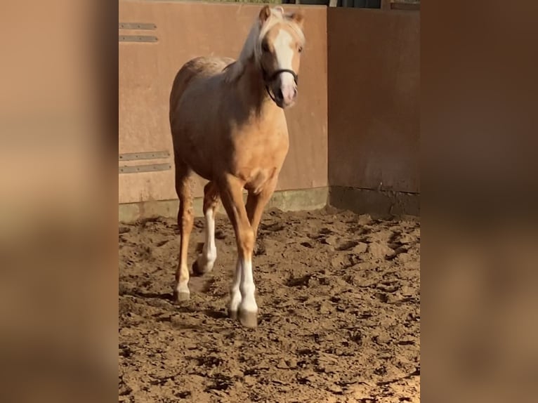 German Riding Pony Stallion 2 years 14,1 hh Palomino in Achim