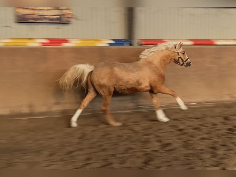 German Riding Pony Stallion 2 years 14,1 hh Palomino in Achim