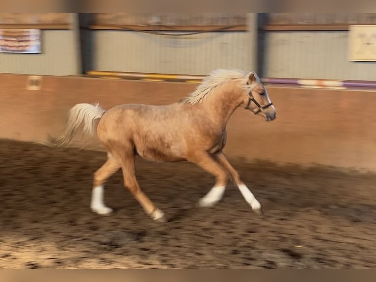 German Riding Pony Stallion 2 years 14,1 hh Palomino in Achim