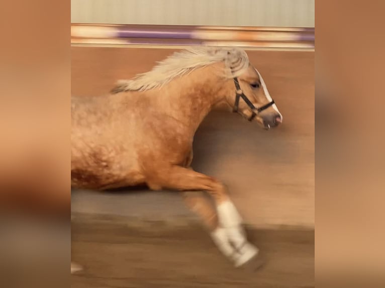 German Riding Pony Stallion 2 years 14,1 hh Palomino in Achim