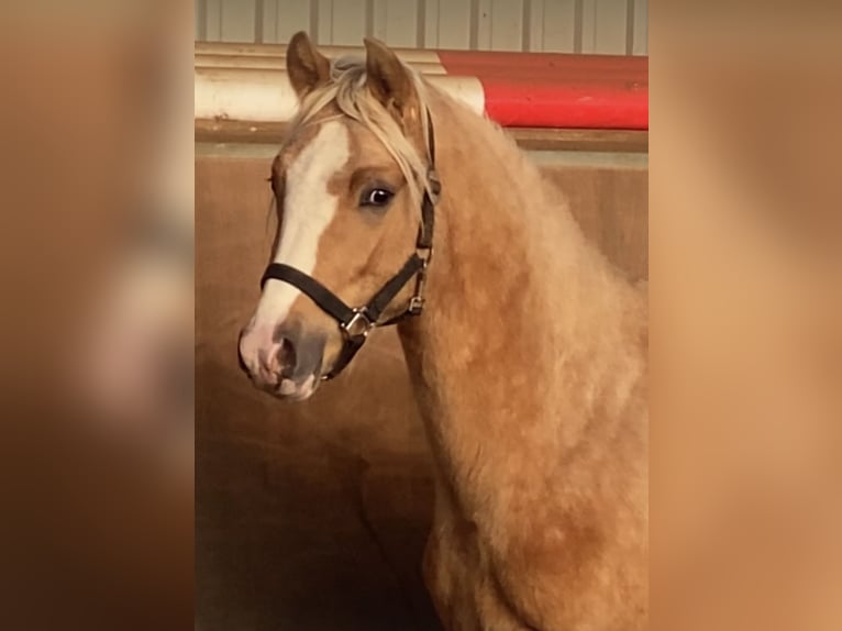 German Riding Pony Stallion 2 years 14,1 hh Palomino in Achim