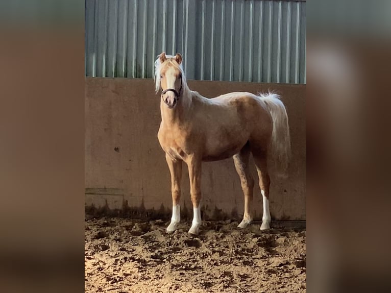 German Riding Pony Stallion 2 years 14,1 hh Palomino in Achim