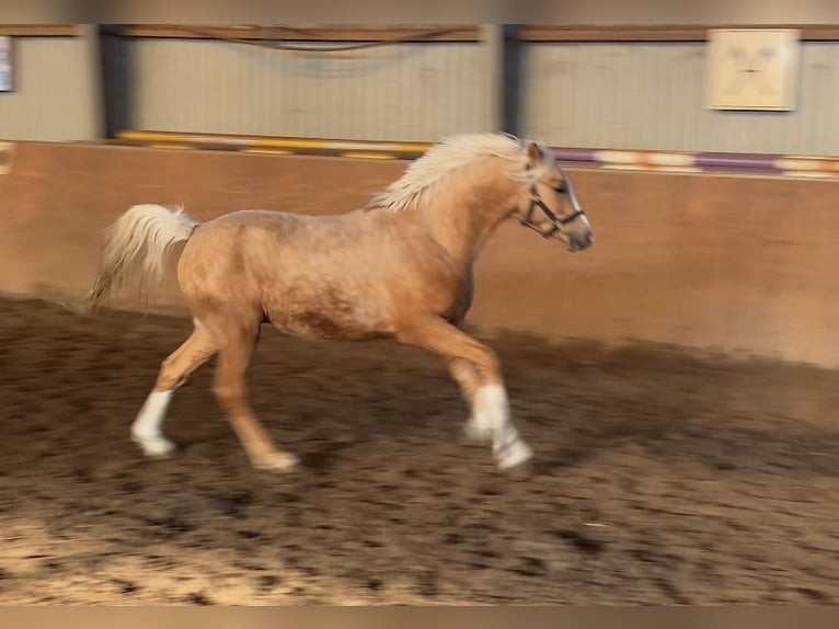 German Riding Pony Stallion 2 years 14,1 hh Palomino in Achim