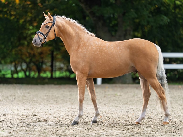 German Riding Pony Stallion 2 years 14,1 hh Palomino in Bedburg