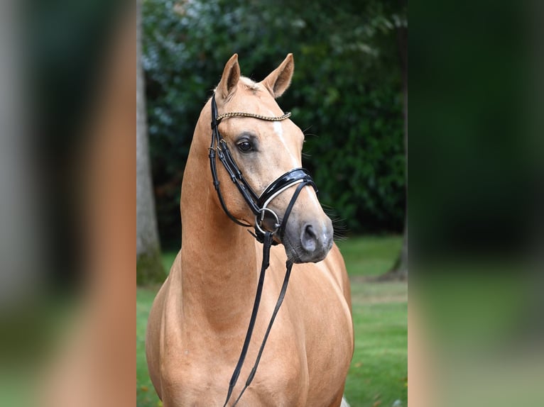 German Riding Pony Stallion 2 years 14,1 hh Palomino in Gomadingen