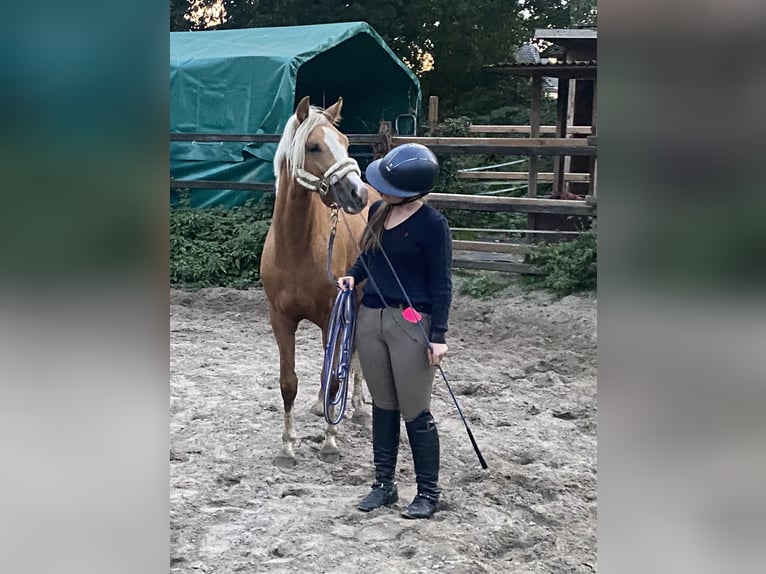 German Riding Pony Stallion 2 years 14,1 hh Palomino in Achim German Riding Pony Stallion 2 years 14,1 hh Palomino in Achim