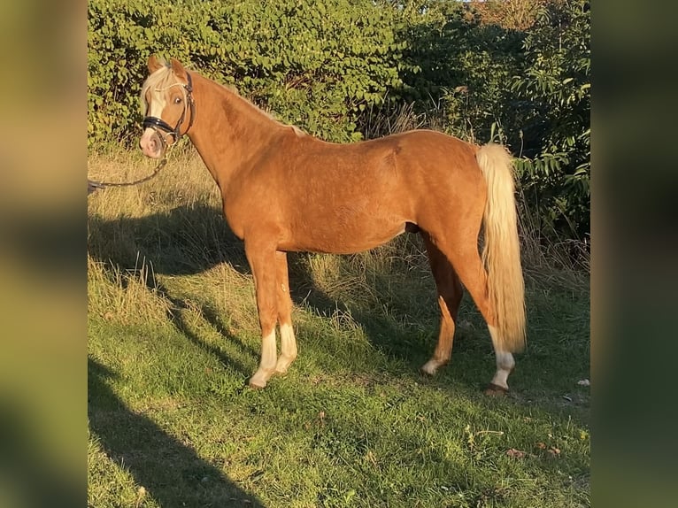 German Riding Pony Stallion 2 years 14,1 hh Palomino in Achim German Riding Pony Stallion 2 years 14,1 hh Palomino in Achim