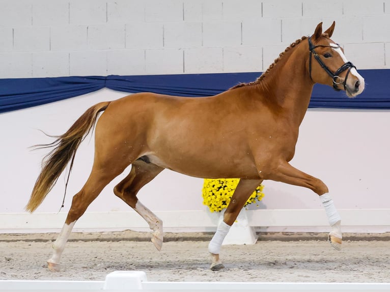 German Riding Pony Stallion 2 years 14,1 hh Palomino in Marsberg