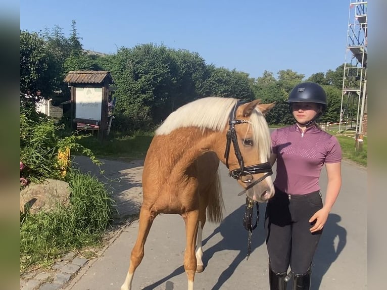 German Riding Pony Stallion 2 years 14,1 hh Palomino in Achim