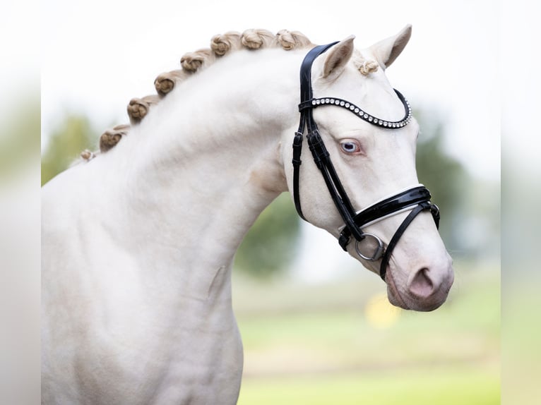 German Riding Pony Stallion 2 years 14,1 hh Perlino in Zoelen
