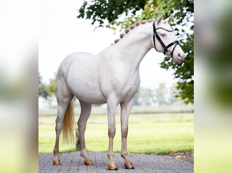 German Riding Pony Stallion 2 years 14,1 hh Perlino in Zoelen