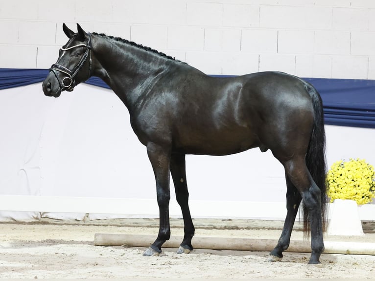 German Riding Pony Stallion 2 years 14,2 hh Black in Marsberg