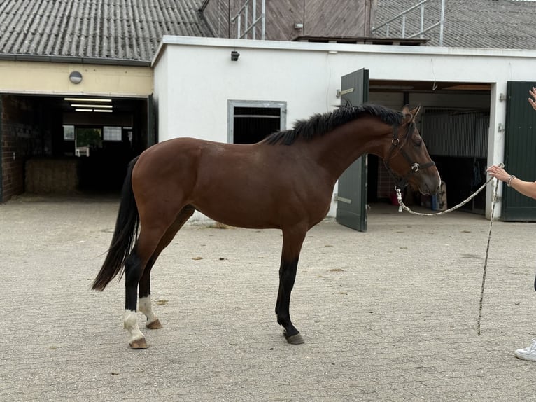 German Riding Pony Stallion 2 years 14,2 hh Brown in Vettwei&#xDF;