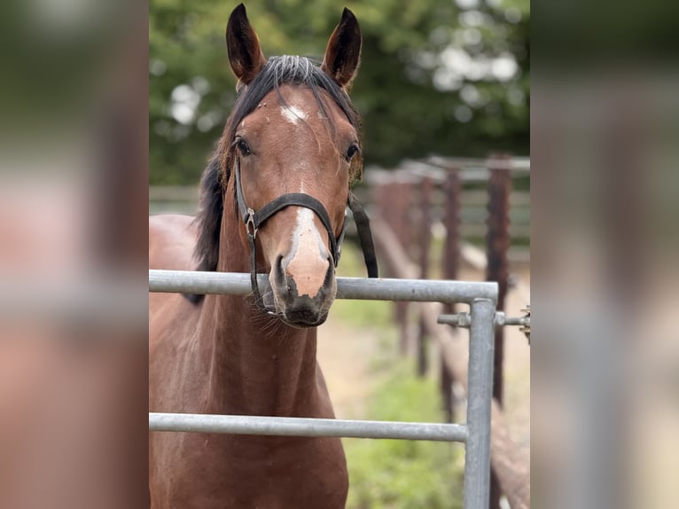 German Riding Pony Stallion 2 years 14,2 hh Brown in Vettwei&#xDF;
