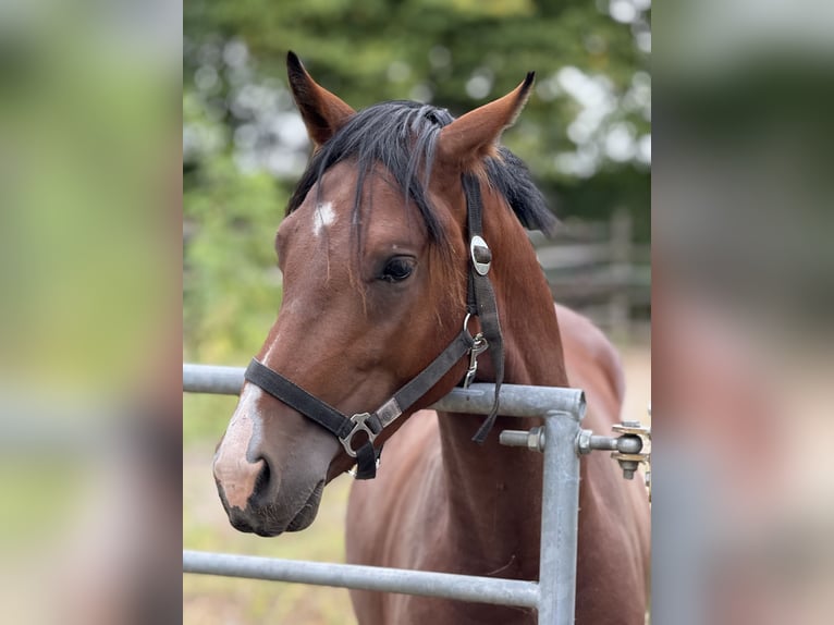 German Riding Pony Stallion 2 years 14,2 hh Brown in Vettwei&#xDF;