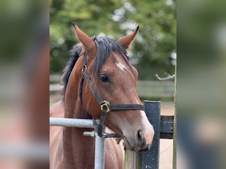 German Riding Pony Stallion 2 years 14,2 hh Brown in Vettwei&#xDF;