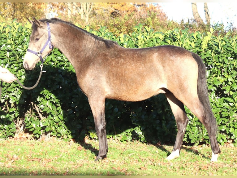 German Riding Pony Stallion 2 years 14,2 hh Buckskin in Selsingen