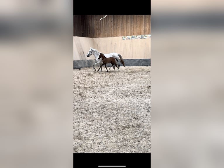 German Riding Pony Stallion 2 years 14,2 hh Chestnut in Hillersleben