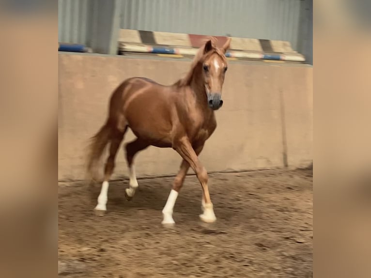 German Riding Pony Stallion 2 years 14,2 hh Chestnut-Red in Achim