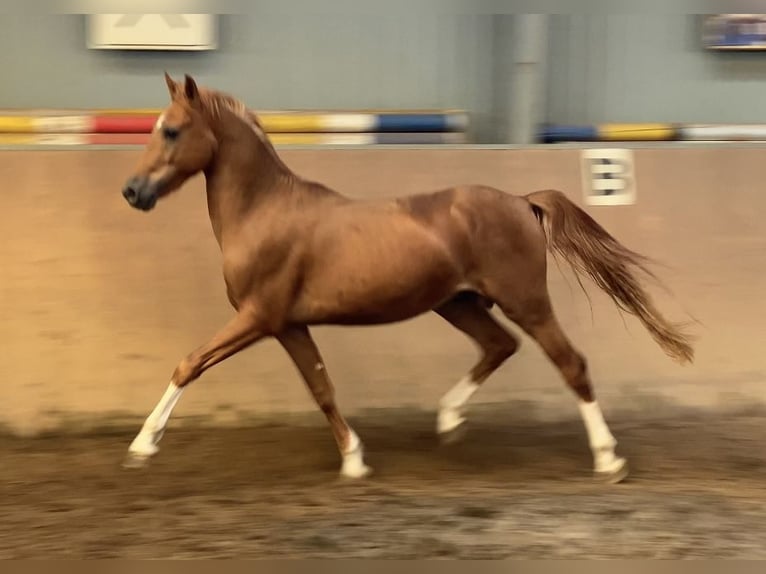 German Riding Pony Stallion 2 years 14,2 hh Chestnut-Red in Achim