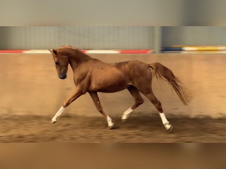 German Riding Pony Stallion 2 years 14,2 hh Chestnut-Red in Achim