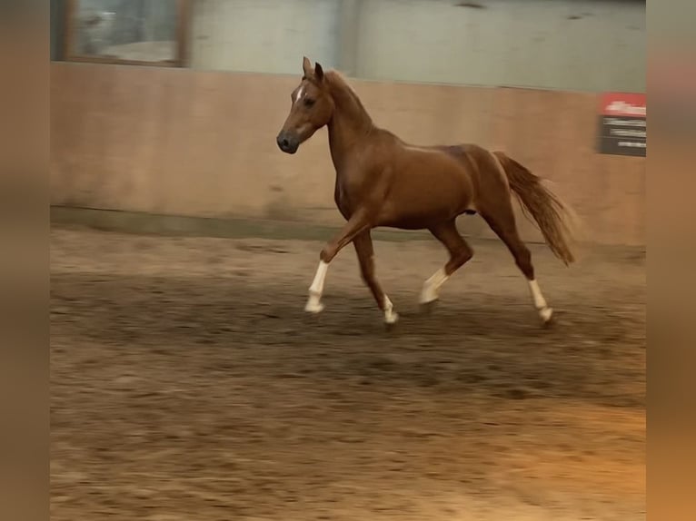 German Riding Pony Stallion 2 years 14,2 hh Chestnut-Red in Achim