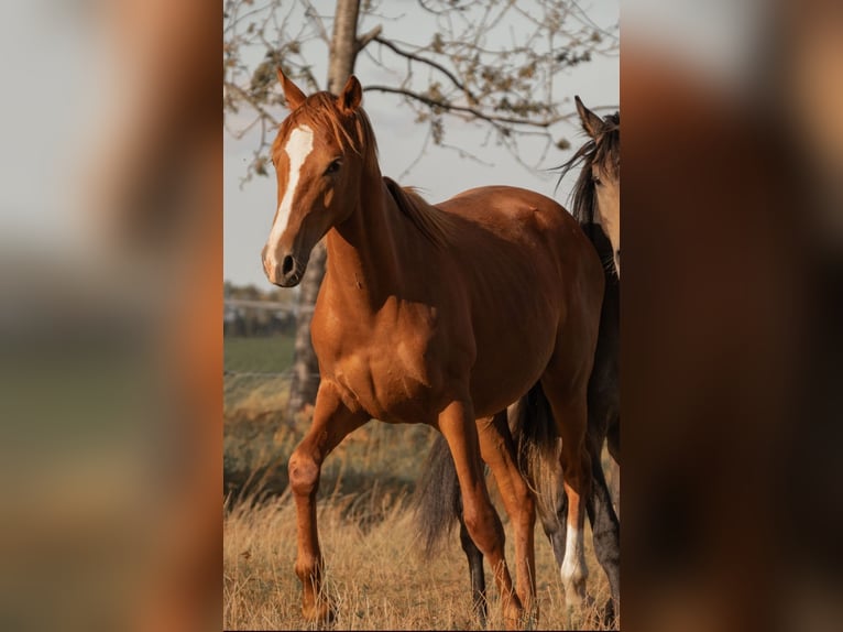 German Riding Pony Stallion 2 years 14,2 hh Chestnut-Red in Dersekow