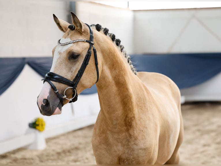 German Riding Pony Stallion 2 years 14,2 hh Dun in Marsberg