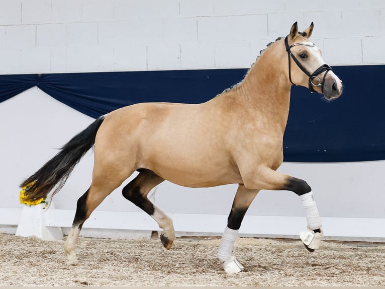 German Riding Pony Stallion 2 years 14,2 hh Dun in Marsberg