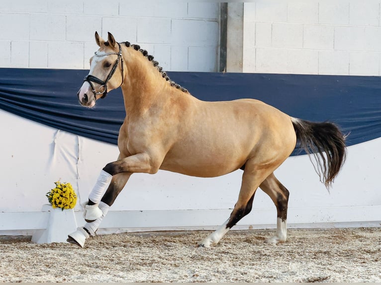 German Riding Pony Stallion 2 years 14,2 hh Dun in Marsberg