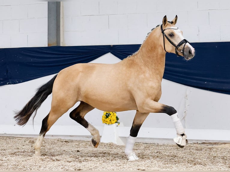 German Riding Pony Stallion 2 years 14,2 hh Dun in Marsberg