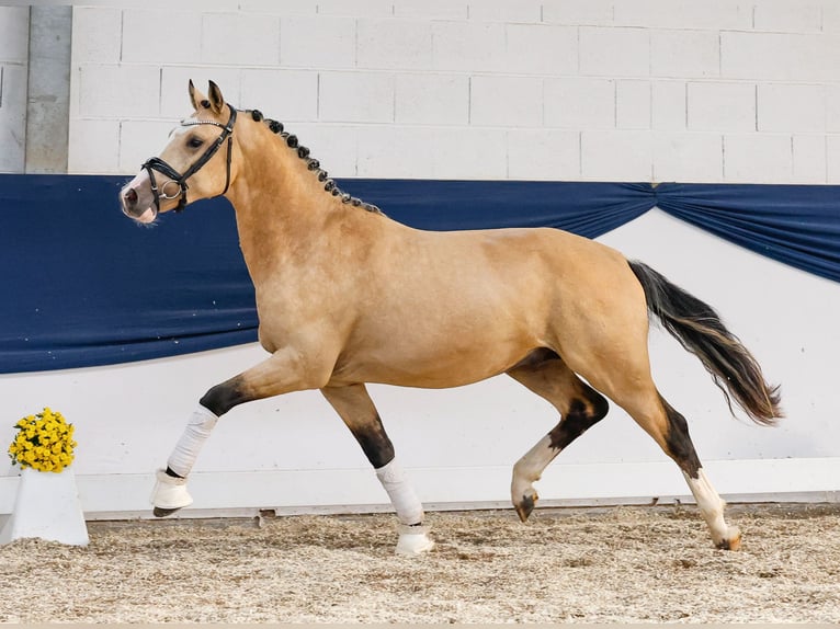 German Riding Pony Stallion 2 years 14,2 hh Dun in Marsberg