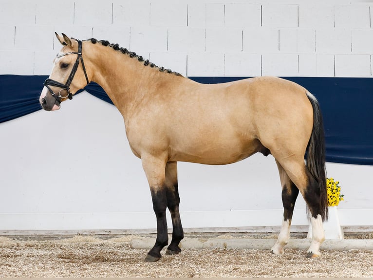 German Riding Pony Stallion 2 years 14,2 hh Dun in Marsberg