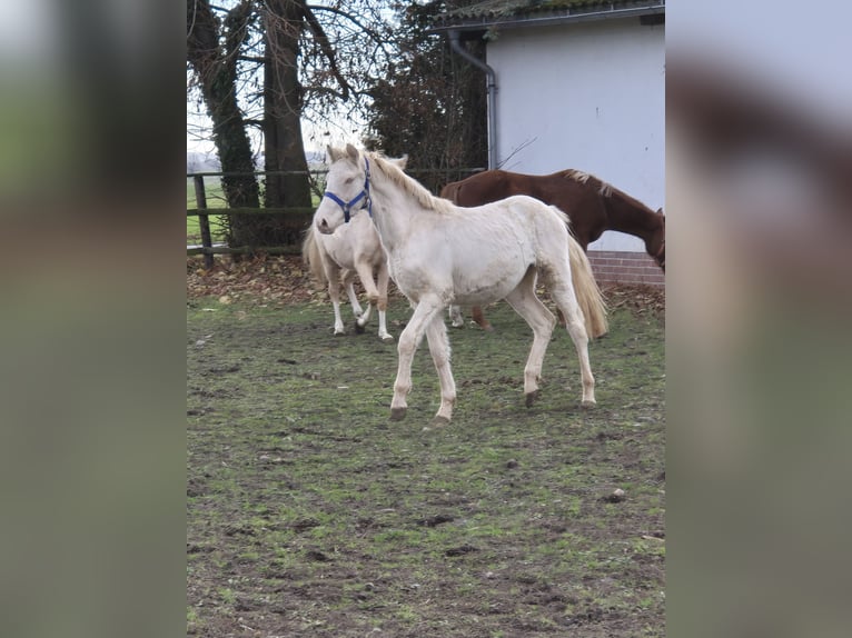 German Riding Pony Stallion 2 years 14,2 hh Palomino in Vienenburg