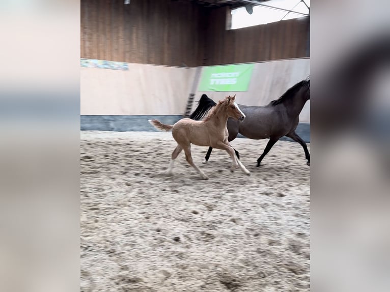 German Riding Pony Stallion 2 years 14,2 hh Red Dun in Wegeleben