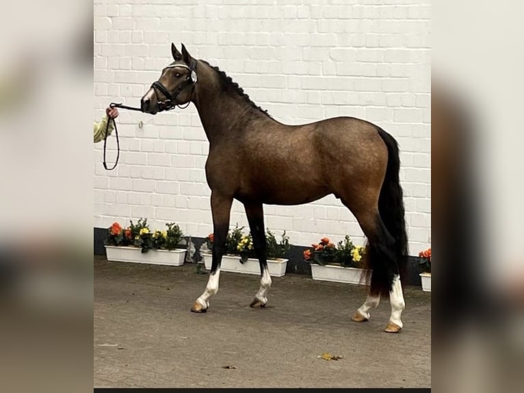 German Riding Pony Stallion 2 years 14,3 hh Buckskin in HemerHemer